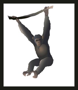 悬挂树枝的黑猩猩