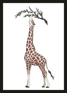 长颈鹿仰头吃树枝