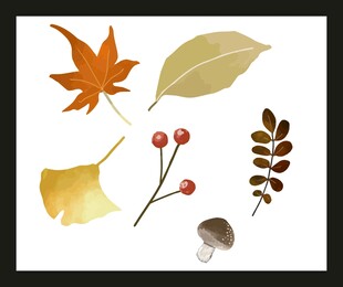 秋季多彩植物标本集合