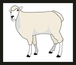 站立的绵羊插画