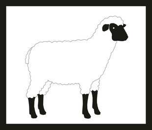 黑白绵羊插画