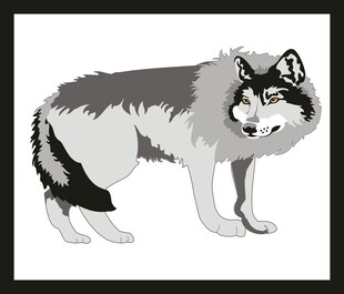 站立的灰狼插画