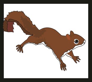跳跃的松鼠