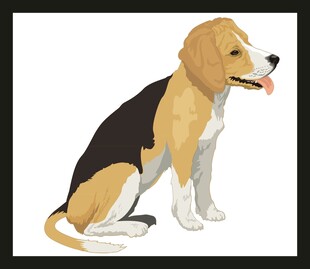 坐着的三色小猎犬