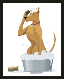 狗狗惬意享受洗澡时刻