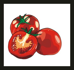 新鲜番茄插画