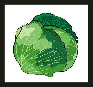 卡通卷心菜插画