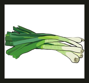 新鲜大葱插画