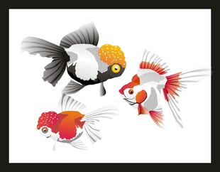 多彩金鱼灵动姿态展示