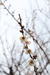 枝头绽放的素雅白梅花