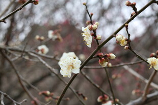 枝头绽放的素雅白梅花