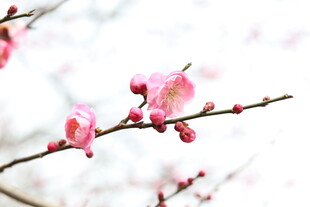 枝头绽放的粉嫩梅花