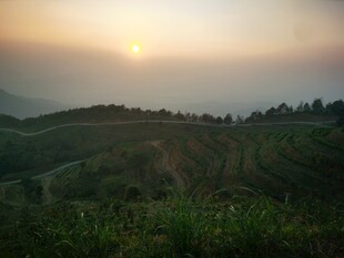 夕阳下的山间茶园美景