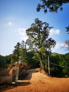 乡村土路旁的葱郁树木