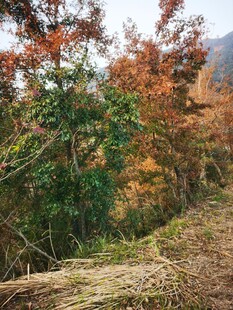 秋日山林间的斑斓景致