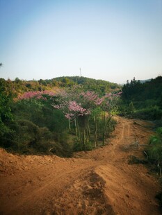 山间土路旁绽放的绚烂野花