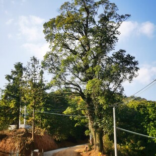 乡村路旁茂盛的绿树