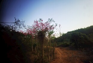 山间小道旁的绚烂花枝