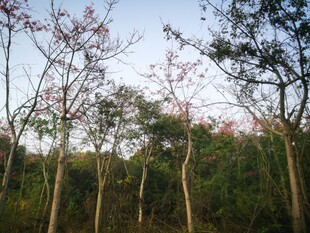 林间树木与蓝天景致