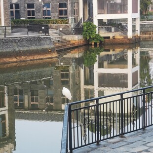 水边栏杆旁的白鹭倒影