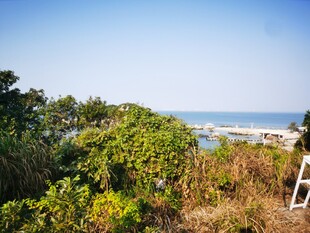 海岸边繁茂绿植与海景