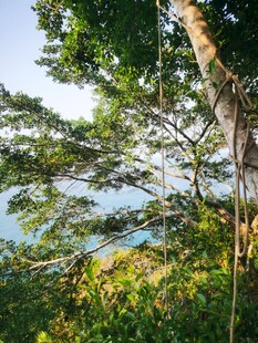 丛林间的自然景致