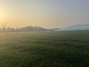 晨曦下的广袤绿色田野