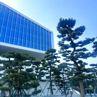 现代建筑旁的造型松树