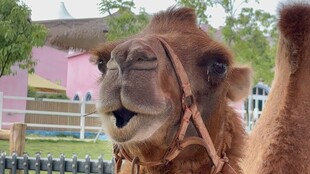 张嘴的骆驼