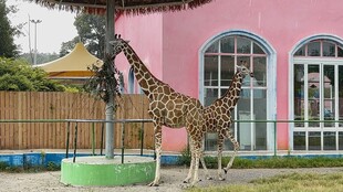 粉色建筑前的长颈鹿