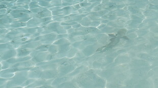 清澈海水中的游动小鱼