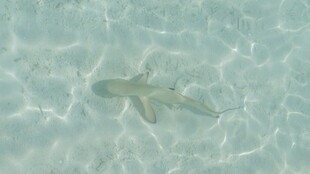 水中游动的小鲨鱼