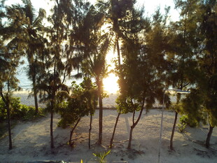 夕阳下的树林美景