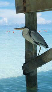 水边木桩上的栖息飞鸟