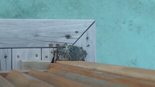 木质地板搭配绿植与墙景