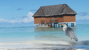 水上木屋旁的优雅飞鸟
