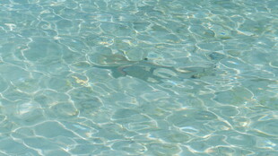 清澈水面波光粼粼