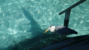 水下扶梯旁的清澈海水