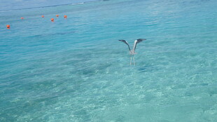 清澈海水中的飞翔海鸟