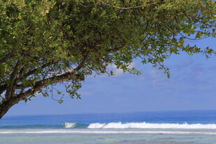 海边绿荫下的蔚蓝景致