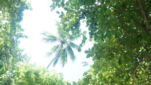 阳光透过繁茂绿树景象