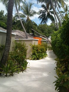 热带小径旁的小屋与绿植