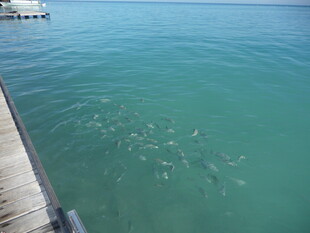 码头边清澈海水中的鱼群