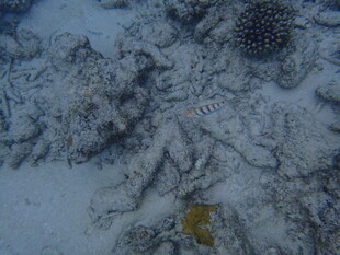 海底景象中的黄色生物