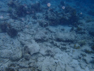 海底景象 神秘的海洋世界