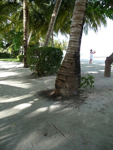 热带沙滩椰树风景