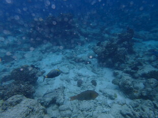 海底世界中的鱼与珊瑚