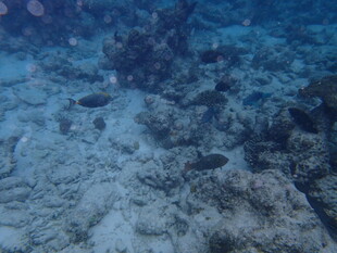 海底珊瑚礁景观