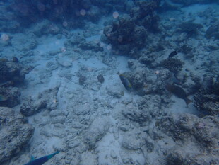 海底珊瑚与游动小鱼