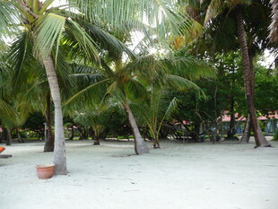 热带沙滩上的棕榈树林